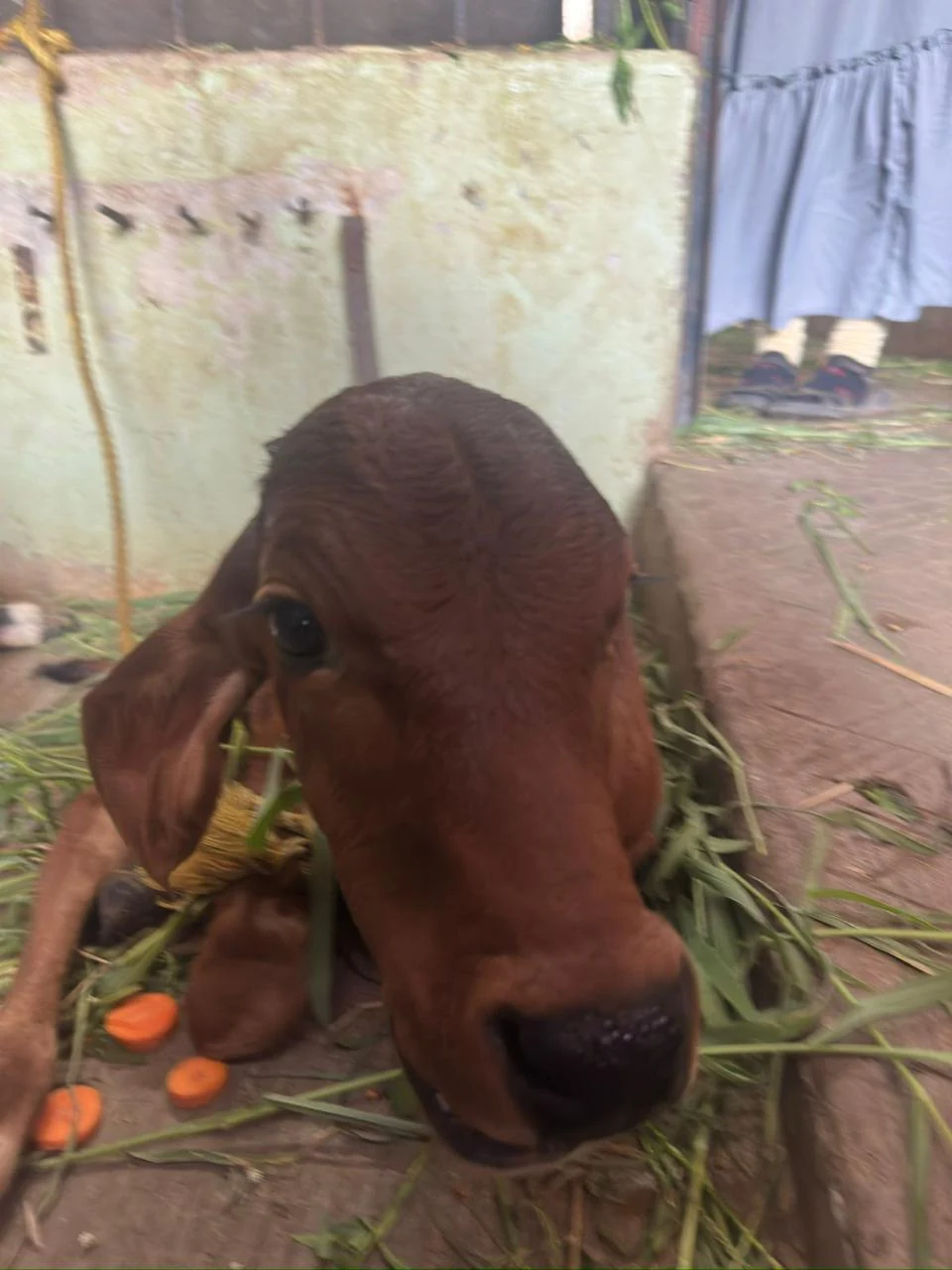 A brown cow eating fresh fodder
